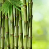 Almofada Dreamura Natura Bambu 45x60