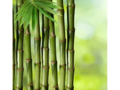 Almofada Dreamura Natura Bambu 45x60