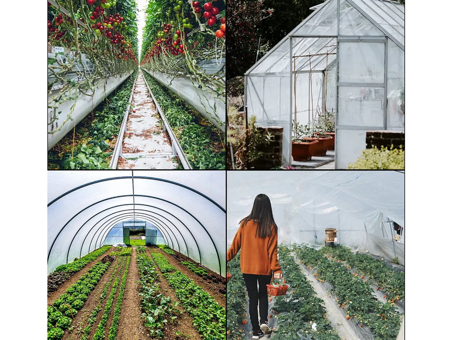 Filme de Estufa SucceBuy, 9.76x7.62 m, Cobertura de Plástico Resistente aos UV, para os Projetos Industriais, Residenciais e Agrícolas