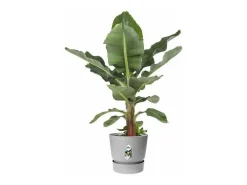 Vaso de flores redondo 25 Cinza concreto vivo ELHO Greenville Rond 25 - Exterior