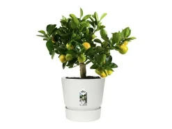 Vaso de flores redondo Greenville 25 Branco Exterior Ø 24,48 x A 23,31 cm