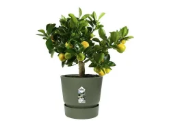 Vaso de flores redondo Greenville 25 - Exterior - Verde folha Ø 24,48 x A 23,31 cm