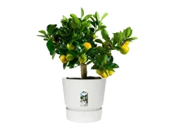 Vaso de Flores Redondo Greenville 40 Branco Exterior Ø 39 x A 36,8 cm
