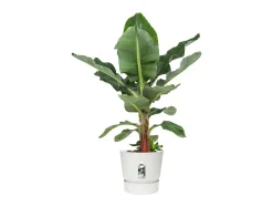 Vaso de Flores Redondo Greenville 40 Branco Exterior Ø 39 x A 36,8 cm