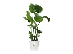 Vaso de Flores Redondo Greenville 40 Branco Exterior Ø 39 x A 36,8 cm