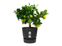 Vaso de flores redondo Greenville 30 - Exterior - Preto - Ø 29,5 x A 27,8 cm