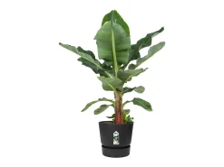 Vaso de flores redondo Greenville 30 - Exterior - Preto - Ø 29,5 x A 27,8 cm